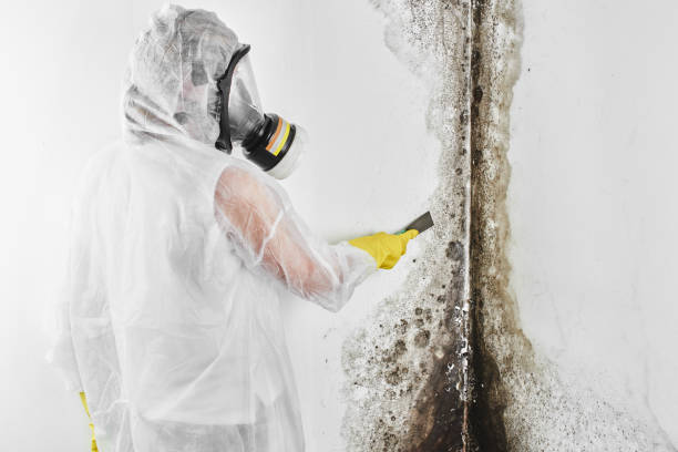 Biohazard Mold Removal in Adel, IA